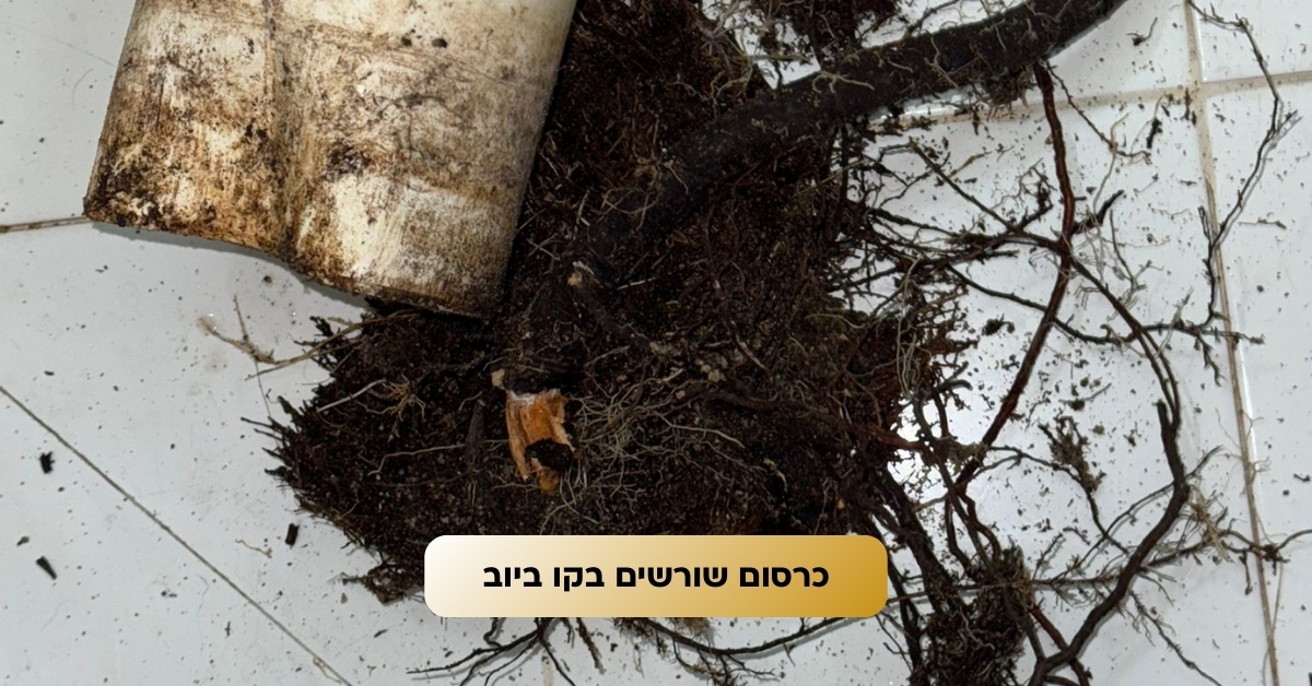 פתיחת סתימה באזור חולון