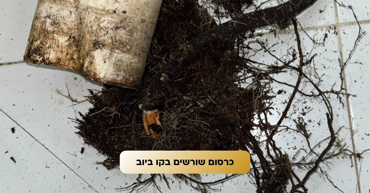 פתיחת סתימה